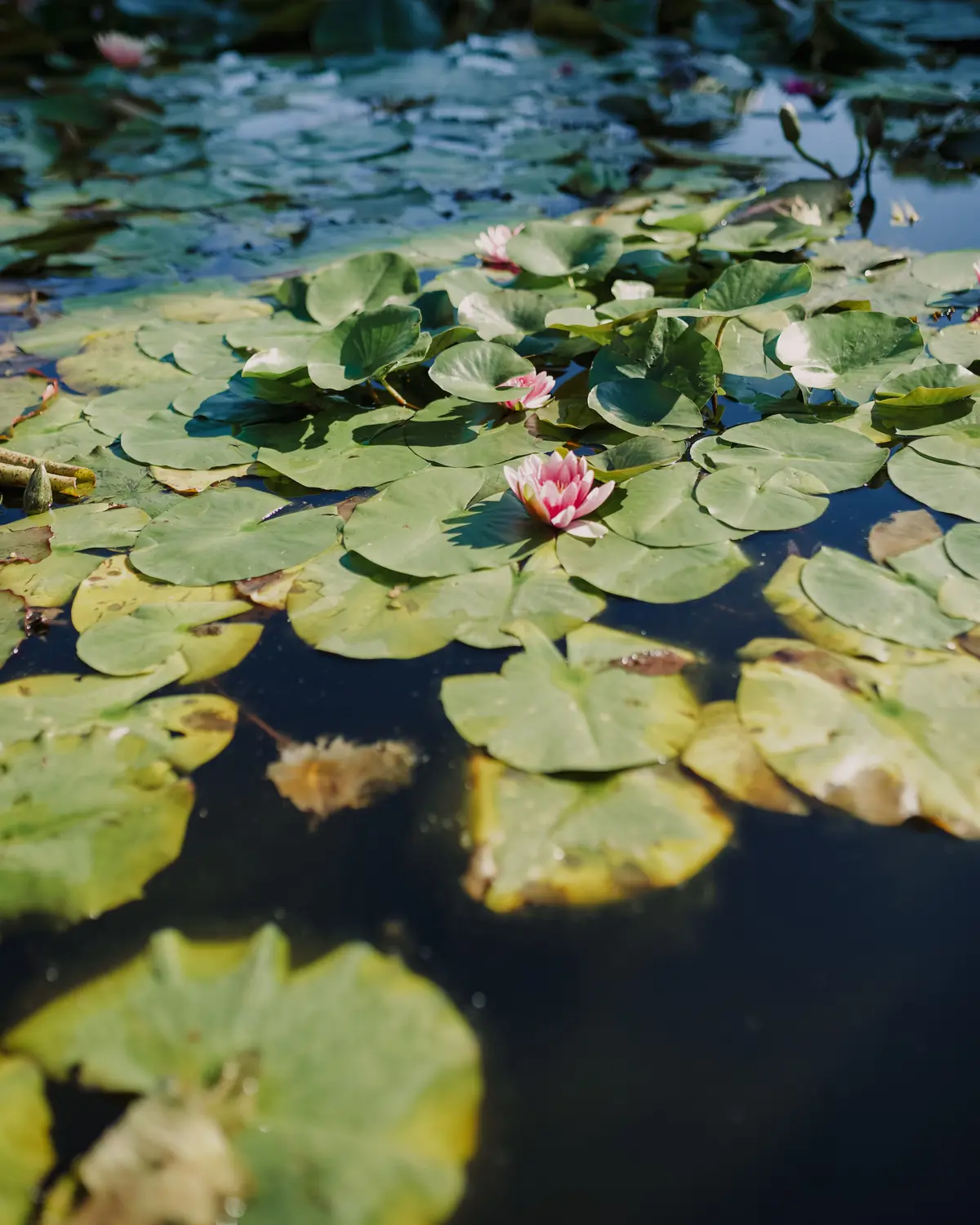 Water lilies on Lake Maggiore